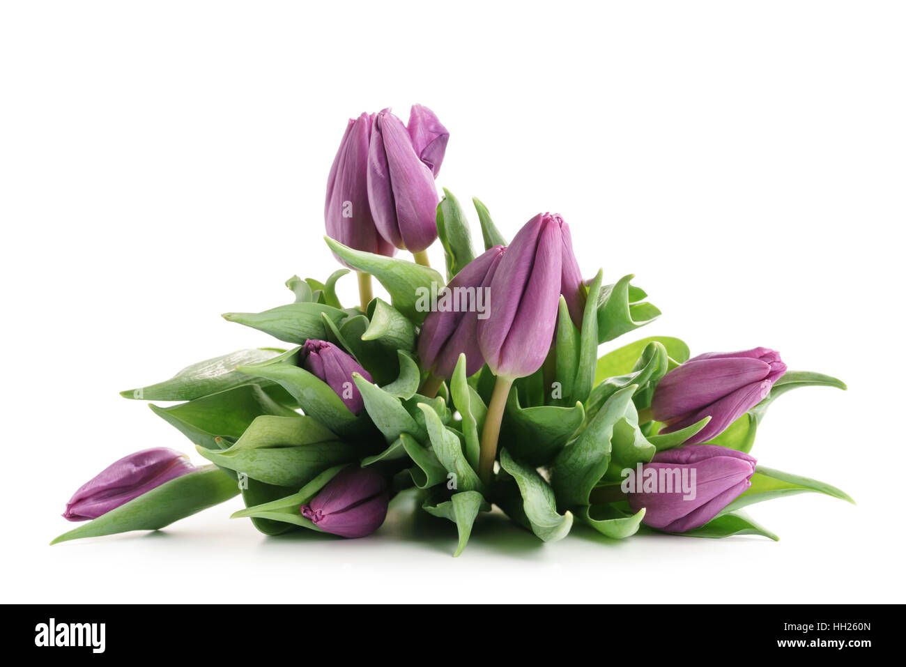 Freschi tulipani viola isolato su bianco Foto Stock