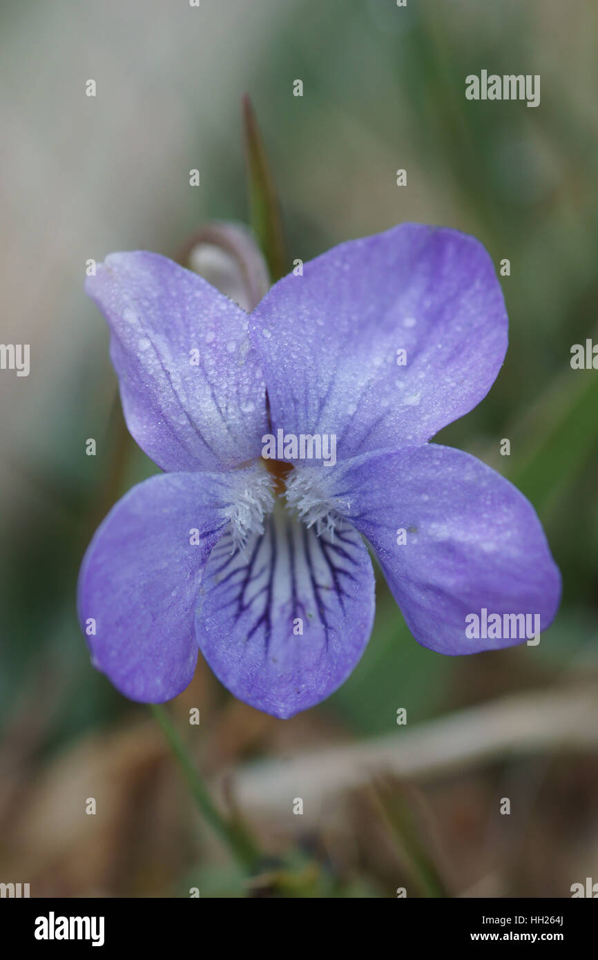 Viola riviniana Foto Stock
