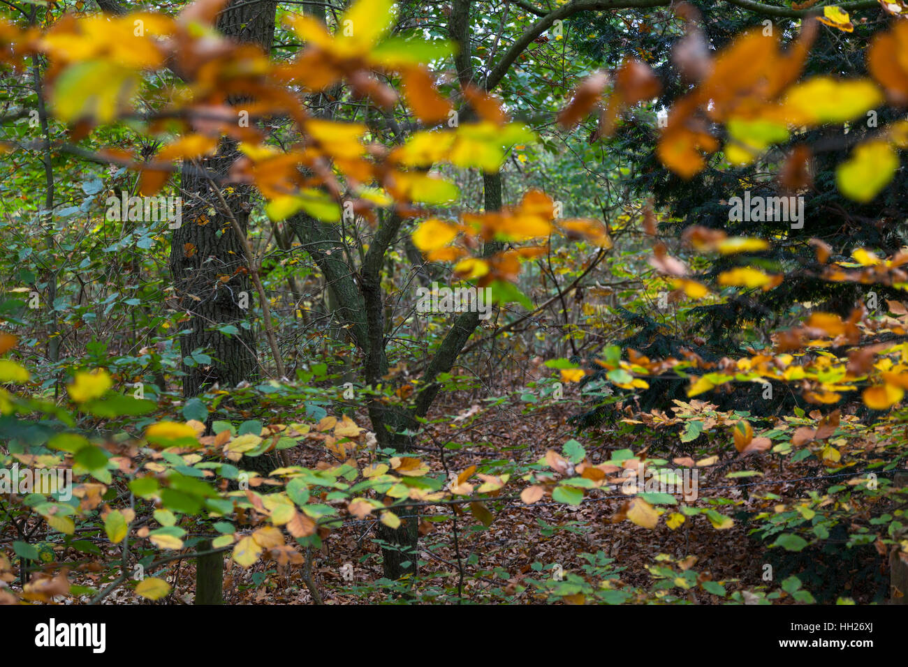 Foglie di autunno su un albero vicino fino Foto Stock