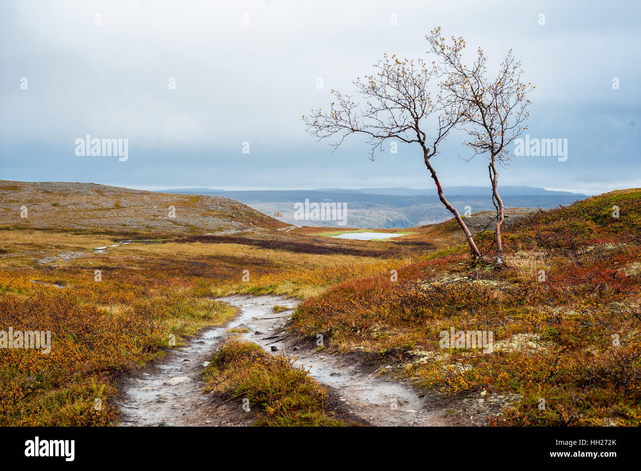 Sentiero con percorso singolo albero accanto ad essa in una brughiera valley in Alta, Finnmarksvidda montagna altopiano, Norvegia. Foto Stock