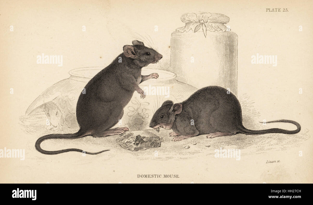 Mouse domestici, Mus musculus. Acciaio Handcolored incisione di Lizars dopo una illustrazione di James Stewart da William Jardine naturalista della biblioteca, Edimburgo, 1836. Foto Stock