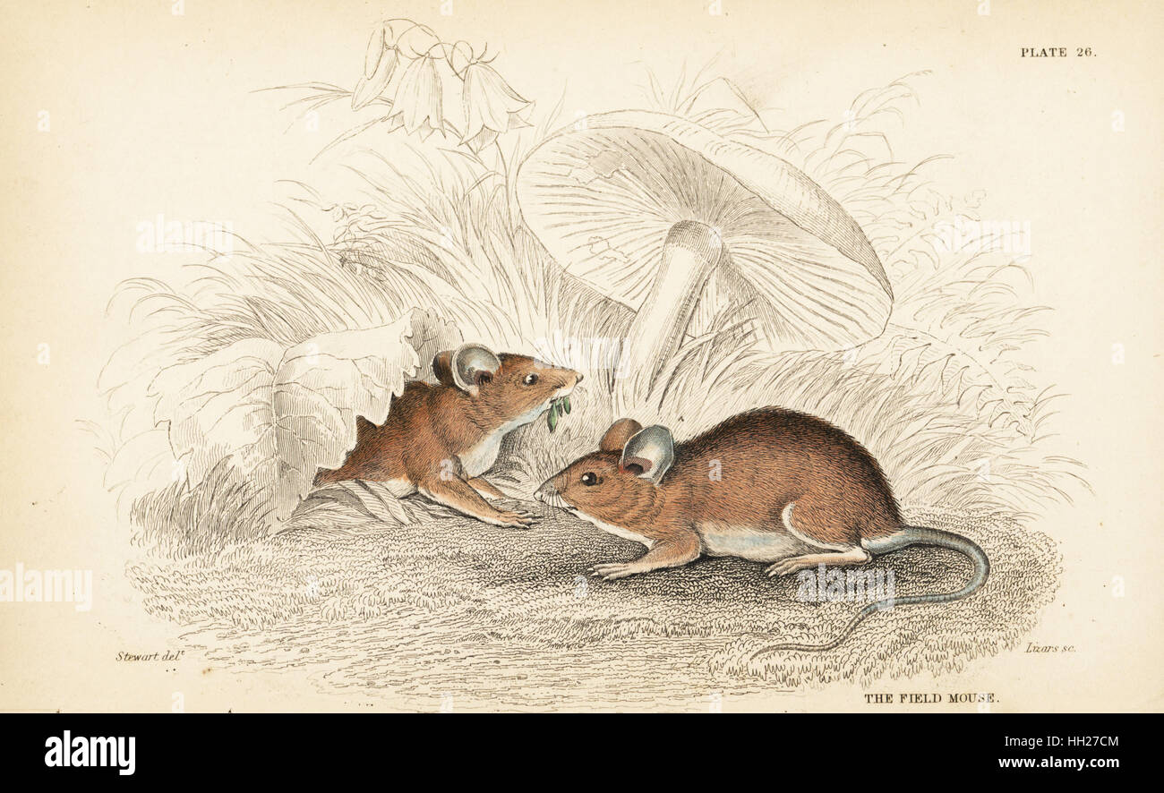 Mouse di legno, Apodemus sylvaticus (campo mouse, Mus sylvaticus). Acciaio Handcolored incisione di Lizars dopo una illustrazione di James Stewart da William Jardine naturalista della biblioteca, Edimburgo, 1836. Foto Stock