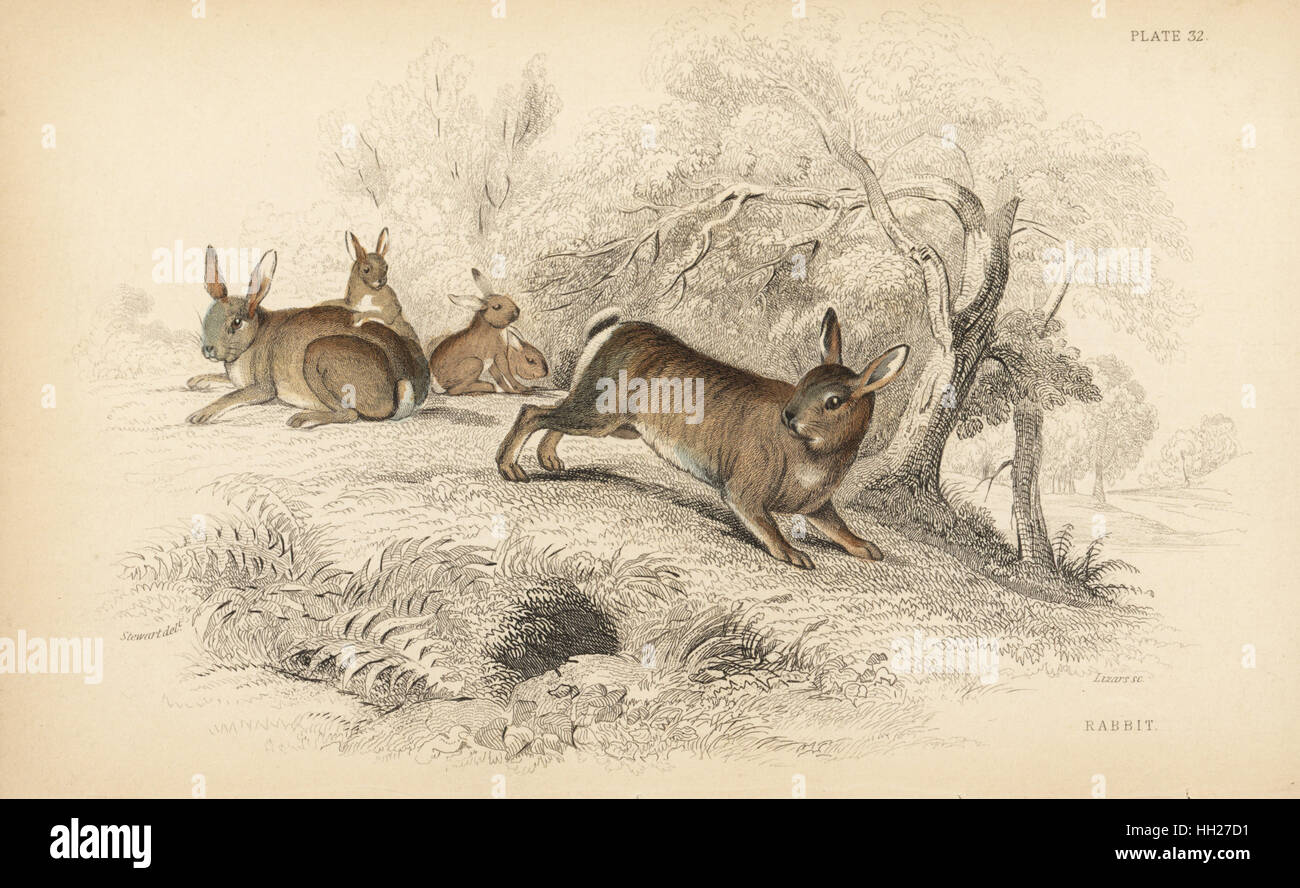 Coniglio europeo, oryctolagus cuniculus (coniglio o scavando, lepre Lepus cuniculus). Acciaio Handcolored incisione di Lizars dopo una illustrazione di James Stewart da William Jardine naturalista della biblioteca, Edimburgo, 1836. Foto Stock