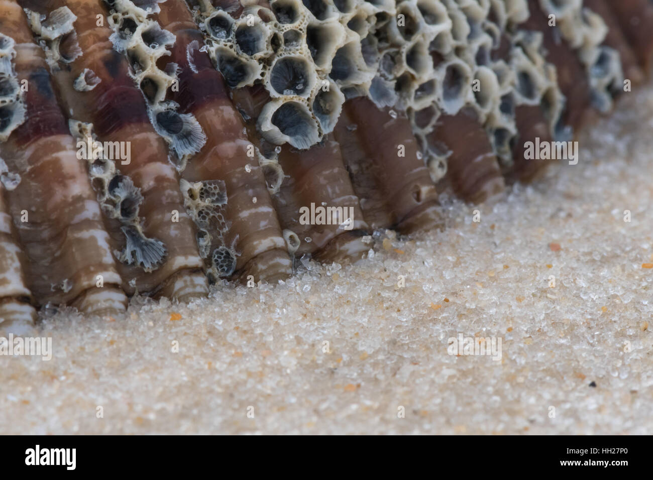 Barnacle coperta scafo affonda nella sabbia vicino fino Foto Stock