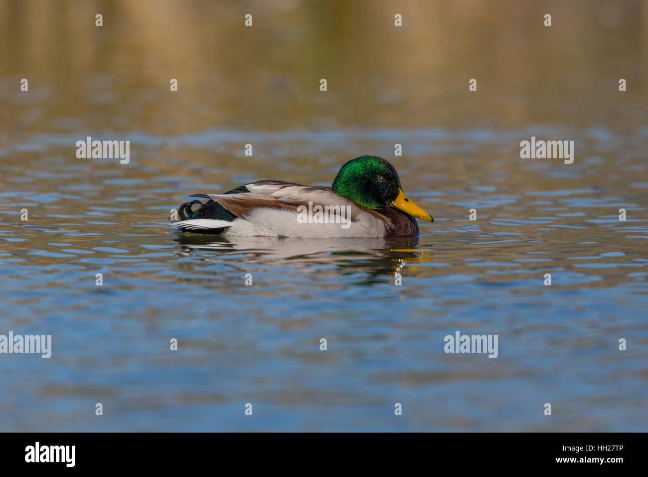 Ritratto di piscina naturale maschio di germano reale (Anas platyrhynchos) Foto Stock