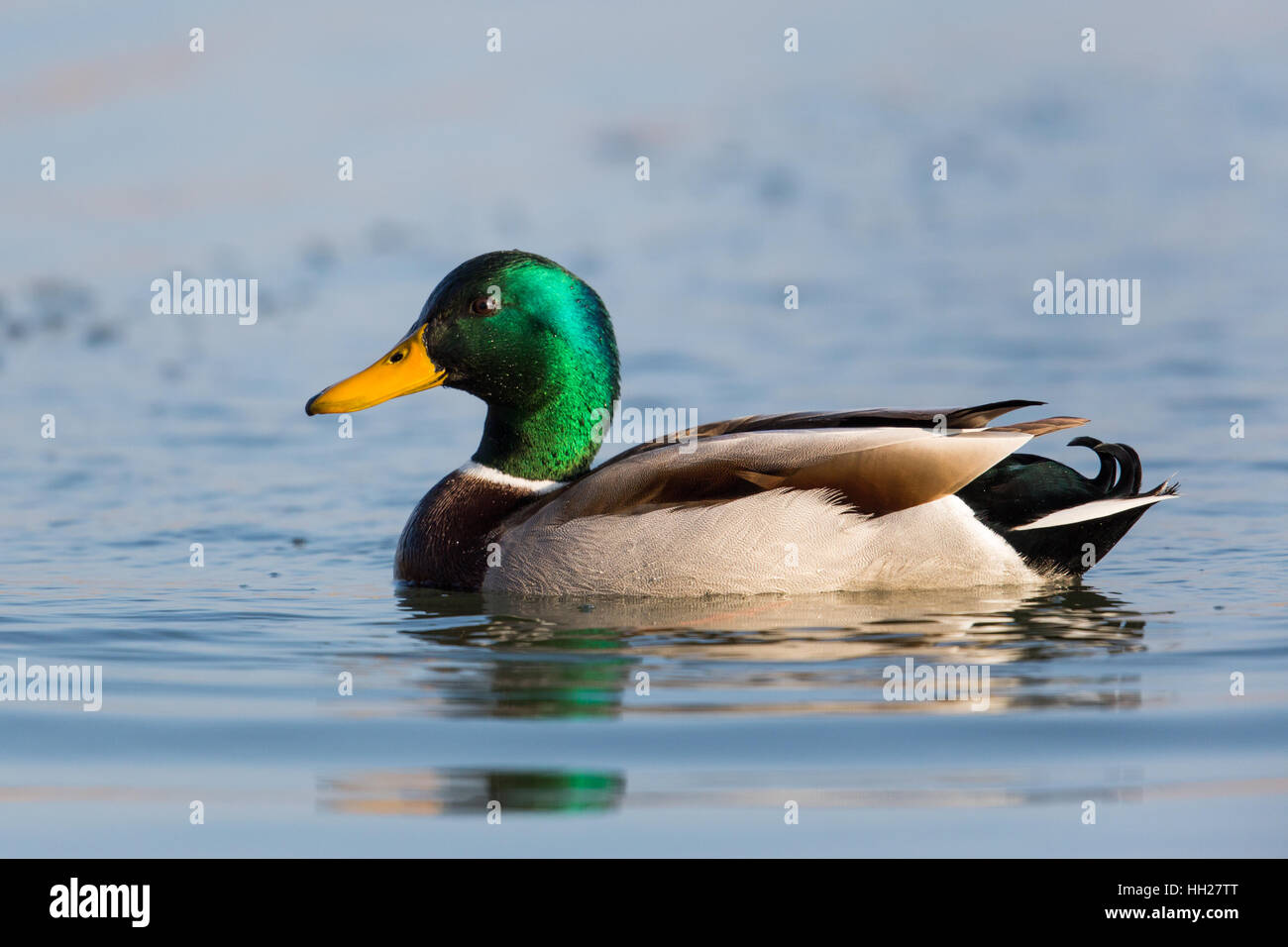 Ritratto di piscina naturale maschio di germano reale (Anas platyrhynchos) Foto Stock