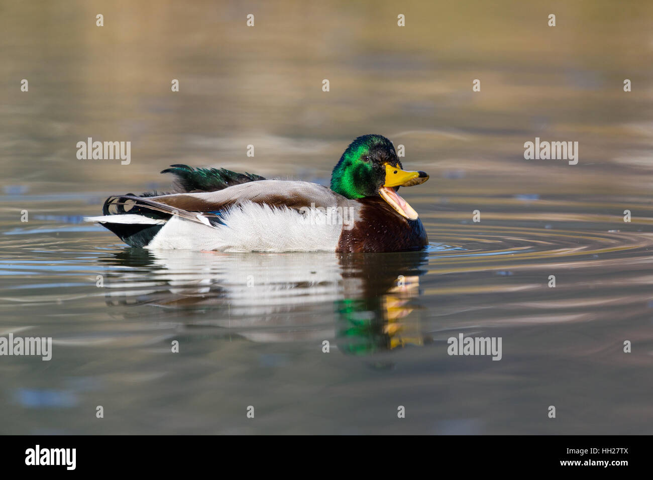 Ritratto di piscina naturale maschi di anatra germano reale (Anas platyrhynchos) Foto Stock
