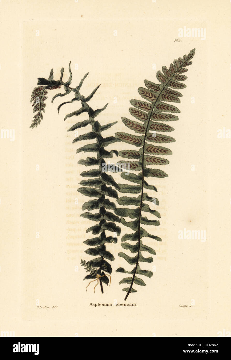 Ebano spleenwort, felci Asplenium platyneuron (Asplenium ebeneum). Handcolored incisione su rame da George Cooke dopo George Loddiges da Conrad Loddiges' armadio botanico, Hackney, 1817. Foto Stock