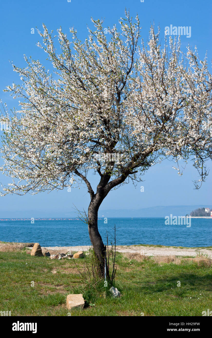 Struttura di fioritura di mare in primavera Foto Stock