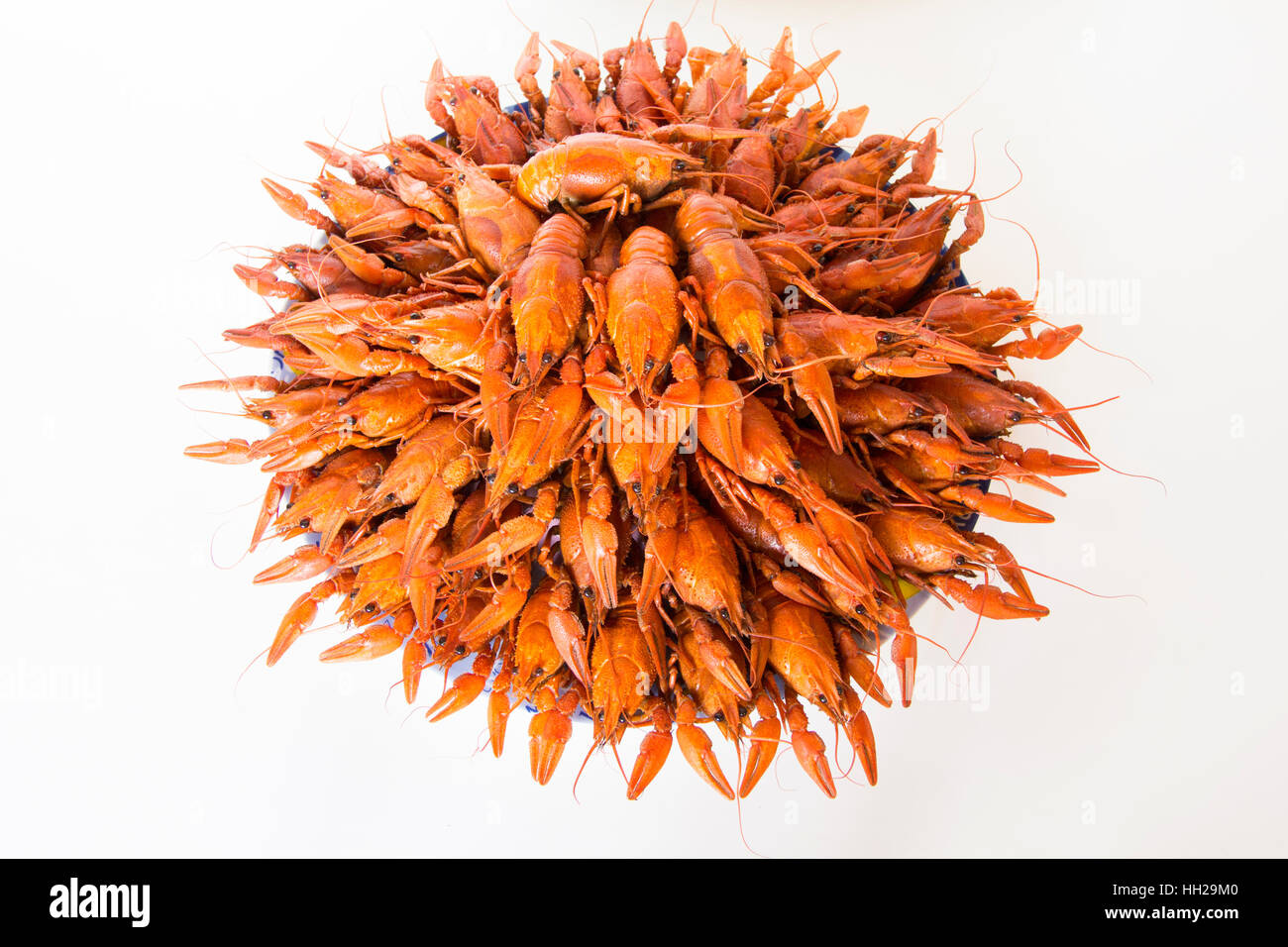 Foto di rosso bollito crawfishes sul piatto Foto Stock
