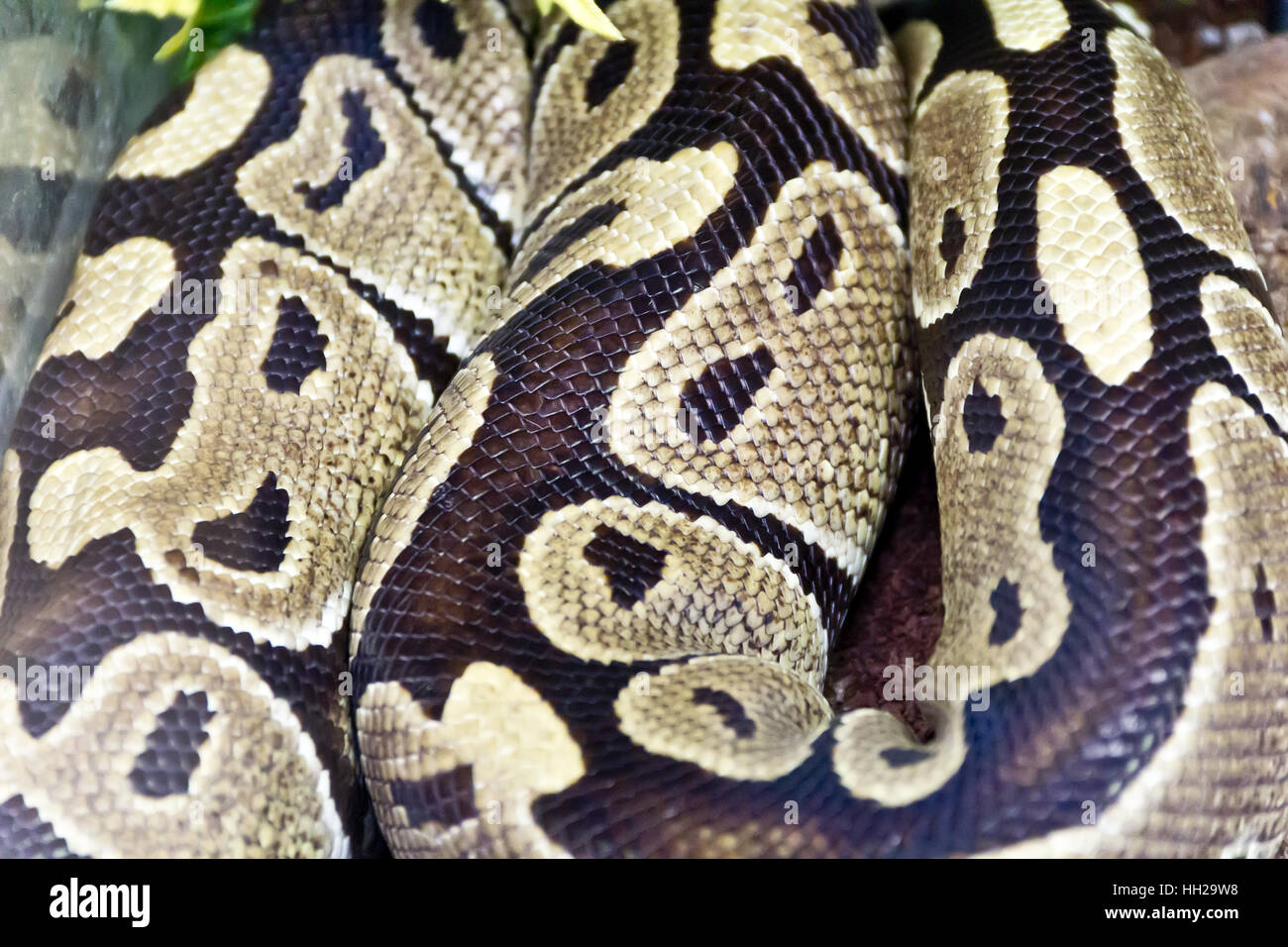 Foto di vera e propria boa snake python la texture della pelle vicino fino Foto Stock