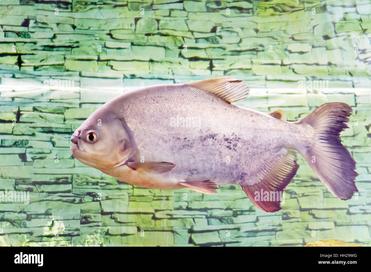 Foto di pesci colossoma brachypomum in acquario Foto Stock