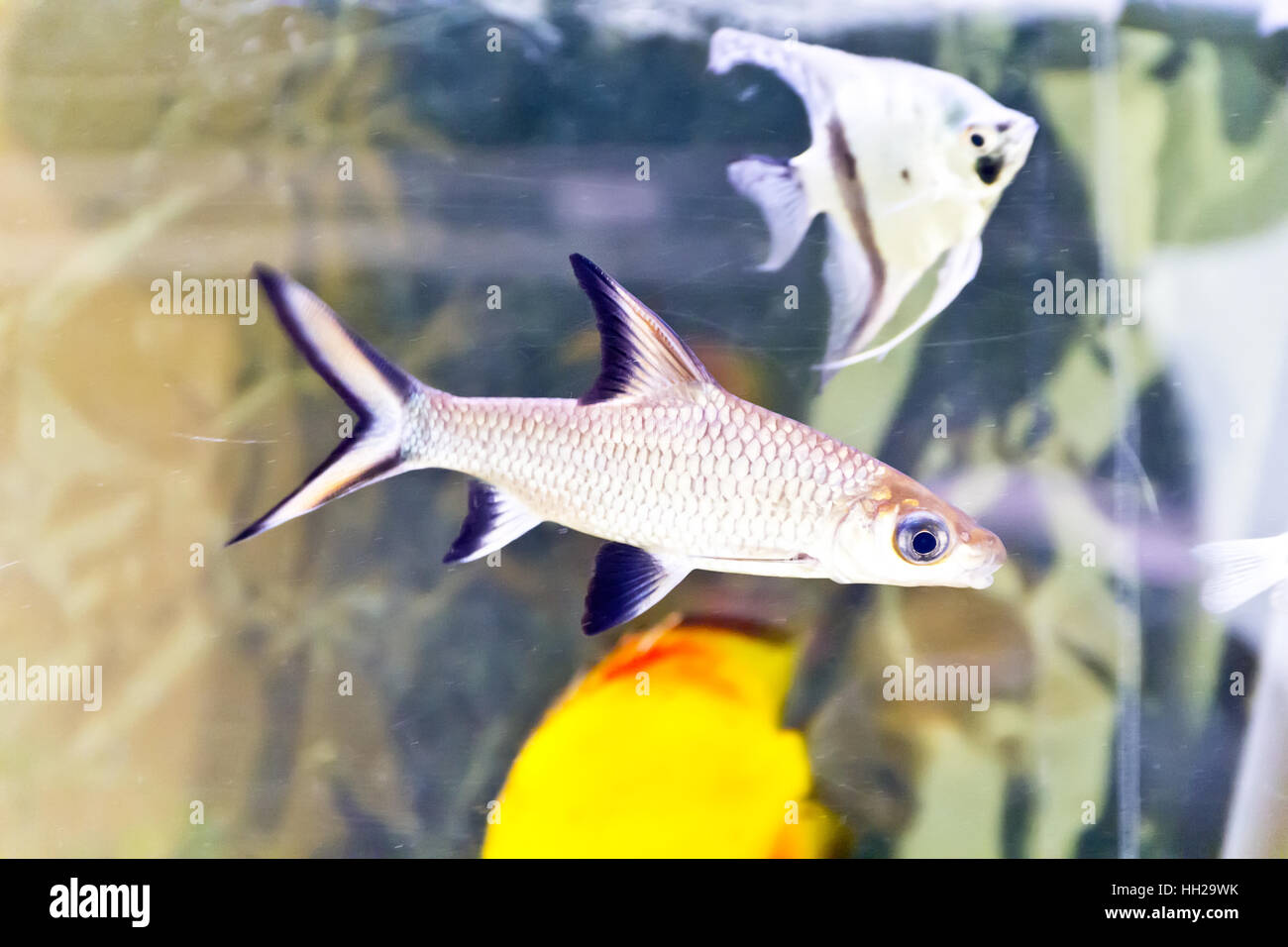 Foto di pesci Balantiocheilus Melanopterus in acquario Foto Stock