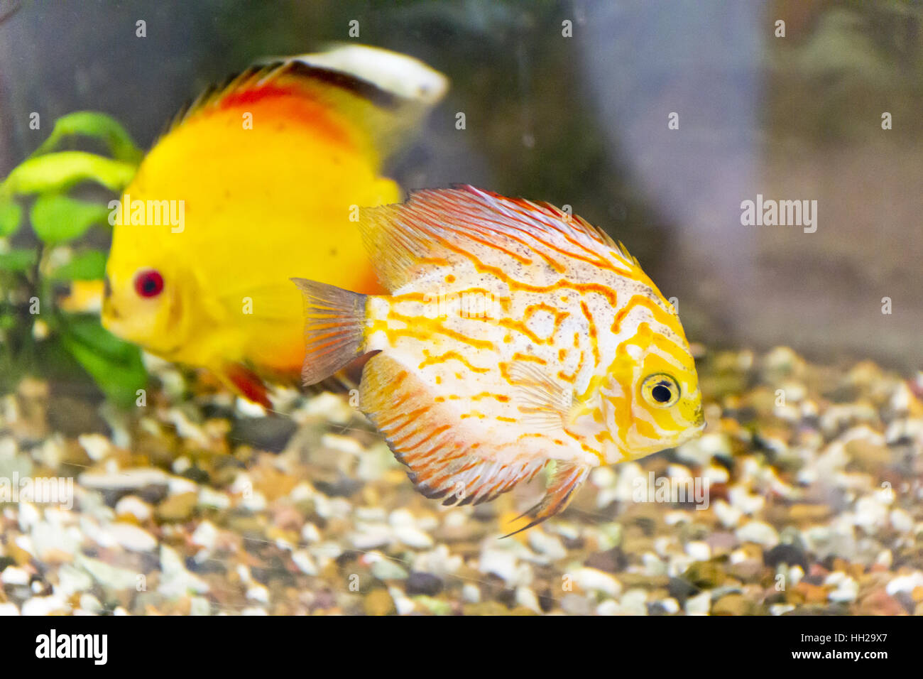 Foto di pesci symphysodon aequifasciata haraldi in acquario Foto Stock