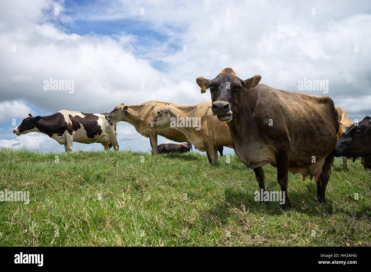 Vacche da latte in pascolo verde in Costa Rica Foto Stock
