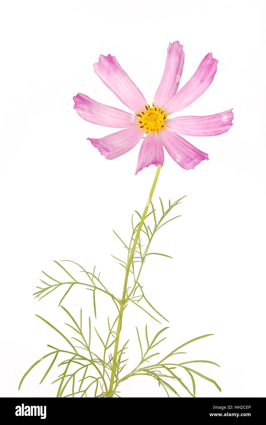 Fiore rosa kosmeya full size isolato su bianco Foto Stock