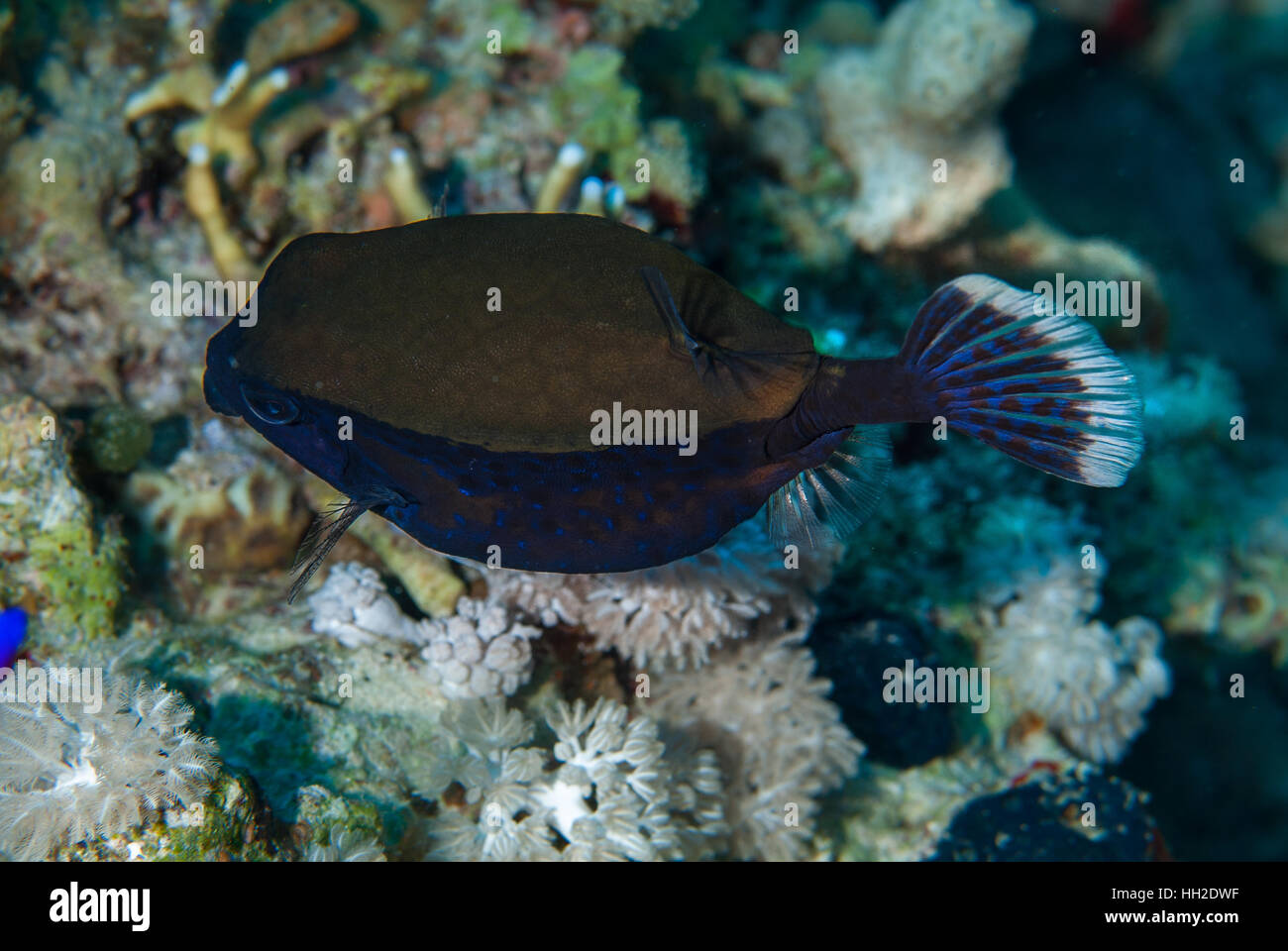 Blutail, trunkfish Ostracion cyanurus, Ostraciidae, Sharm el-Sheikh, Mar Rosso, Egitto Foto Stock