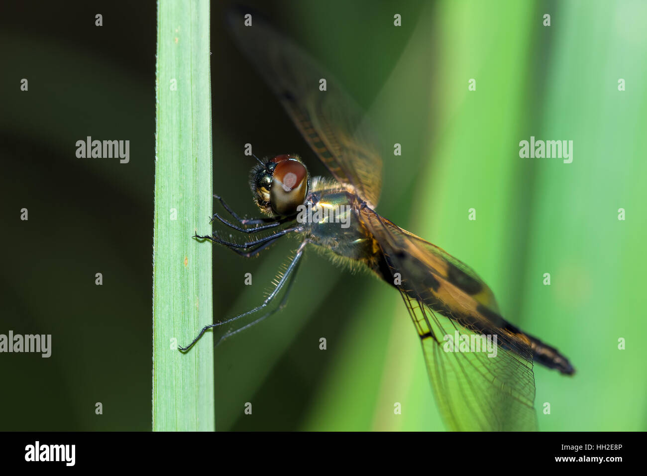Il Tiger Dragon Fly sulla foglia verde Foto Stock