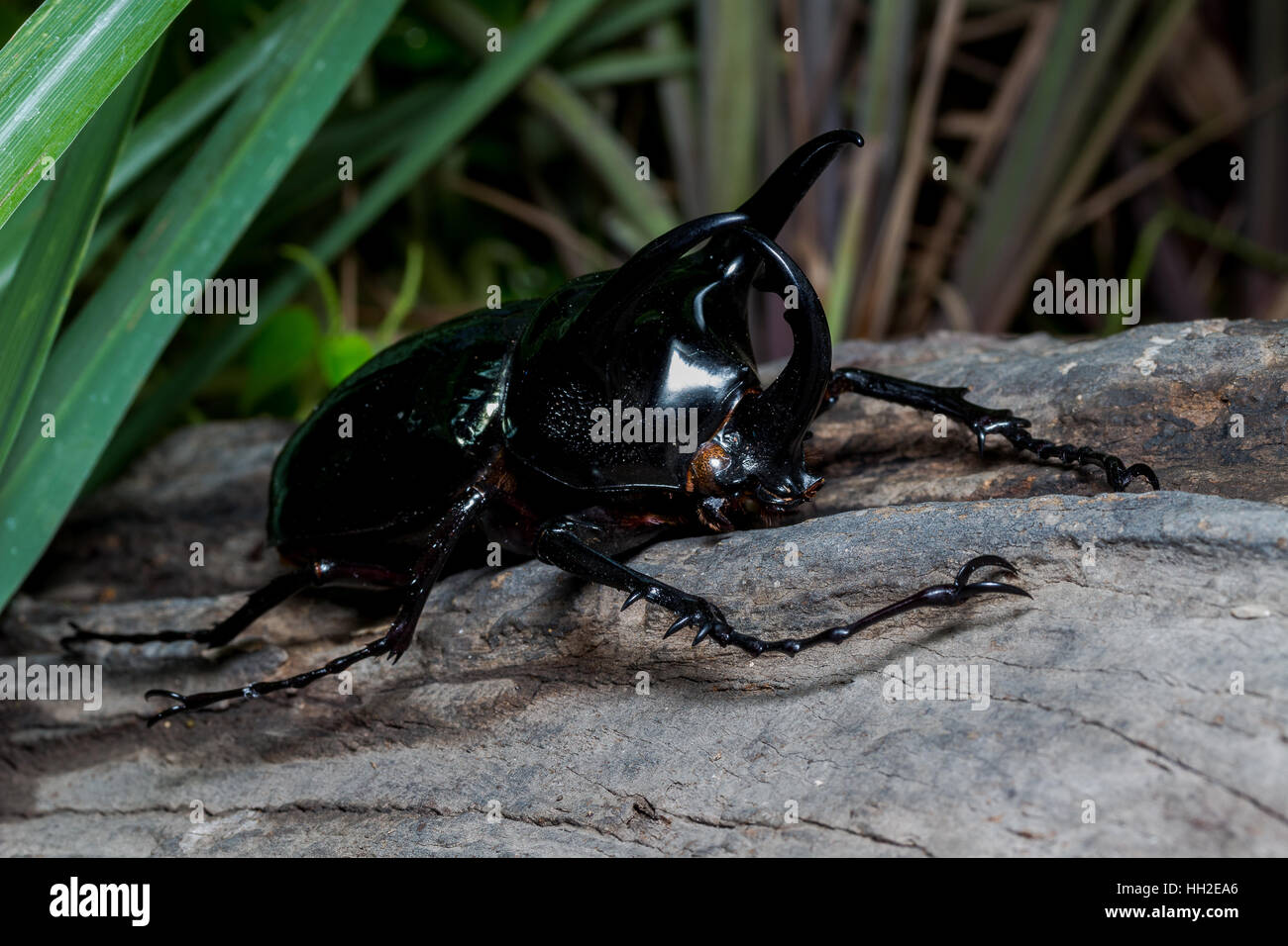 Three-Horned Beetle (Chalcosoma Caucaso) sul stum legno p Foto Stock