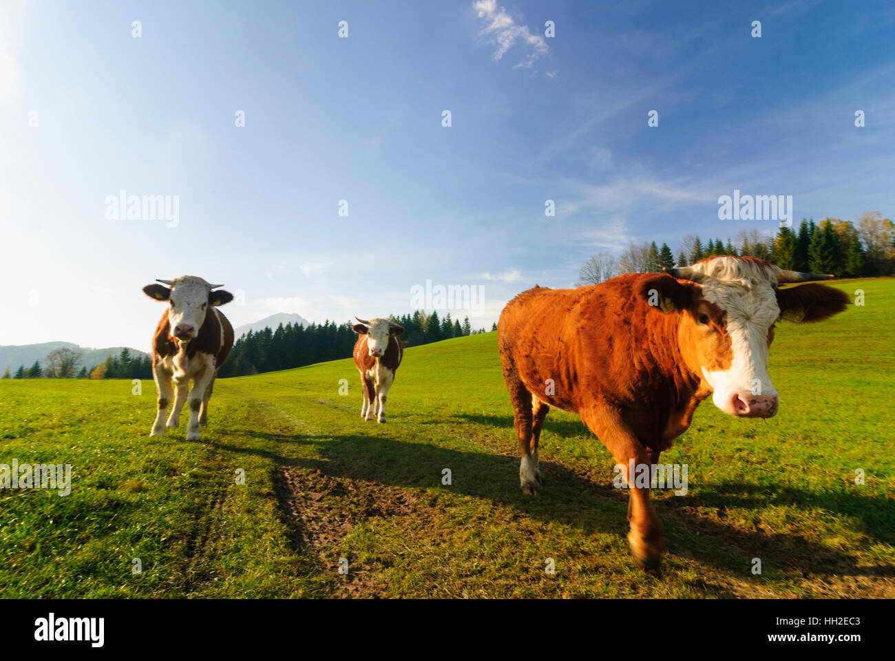 Naturpark Ötscher-Tormäuer: Mucca vacche, mountain Ötscher, Mostviertel, Niederösterreich, Austria Inferiore, Austria Foto Stock