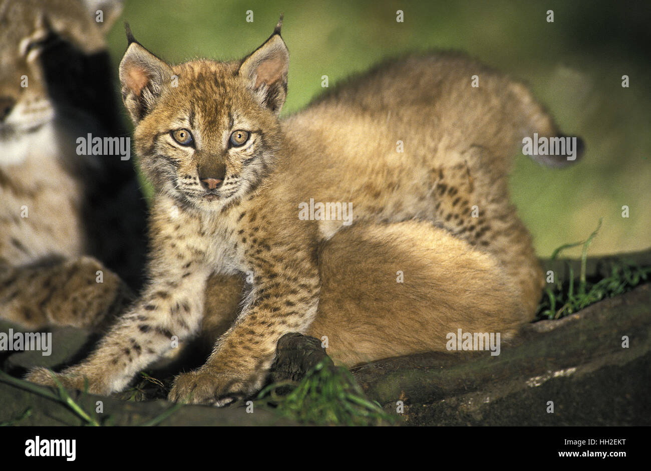 Lince europea, Felis lynx, Madre e Cub Foto Stock