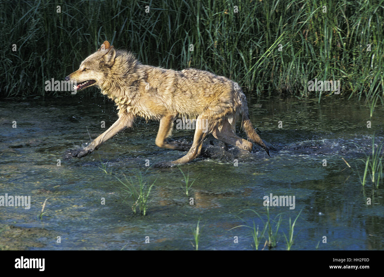Lupo Europeo Canis Lupus Adulto Entra In Acqua Foto Stock Alamy