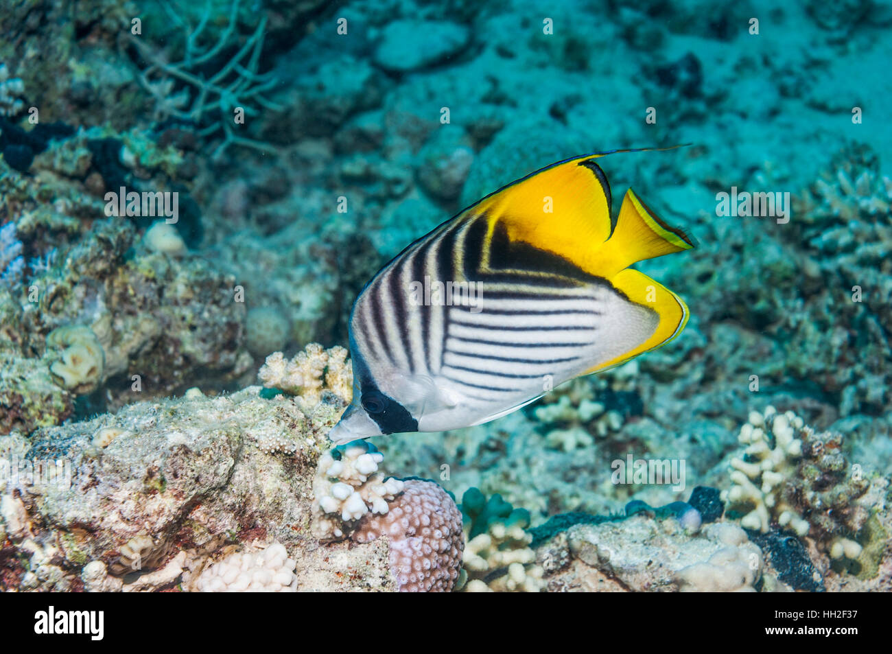 Threadfin butterflyfish (Chaetodon auriga) alimentazione. Egitto, Mar Rosso. Foto Stock