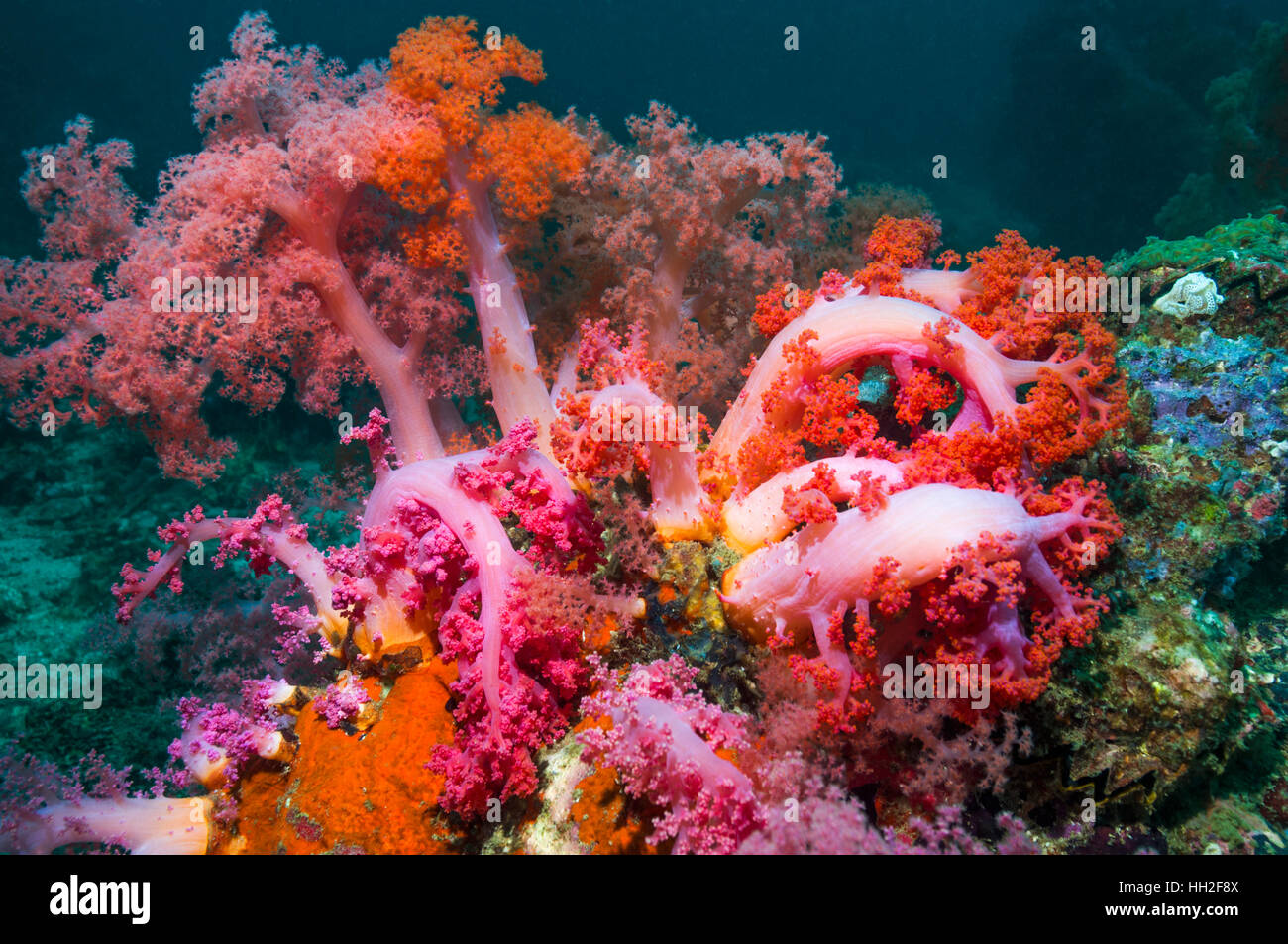 Soft Coral [Dendronephthya sp.]. Cebu, Malapascua Island, Filippine. Foto Stock