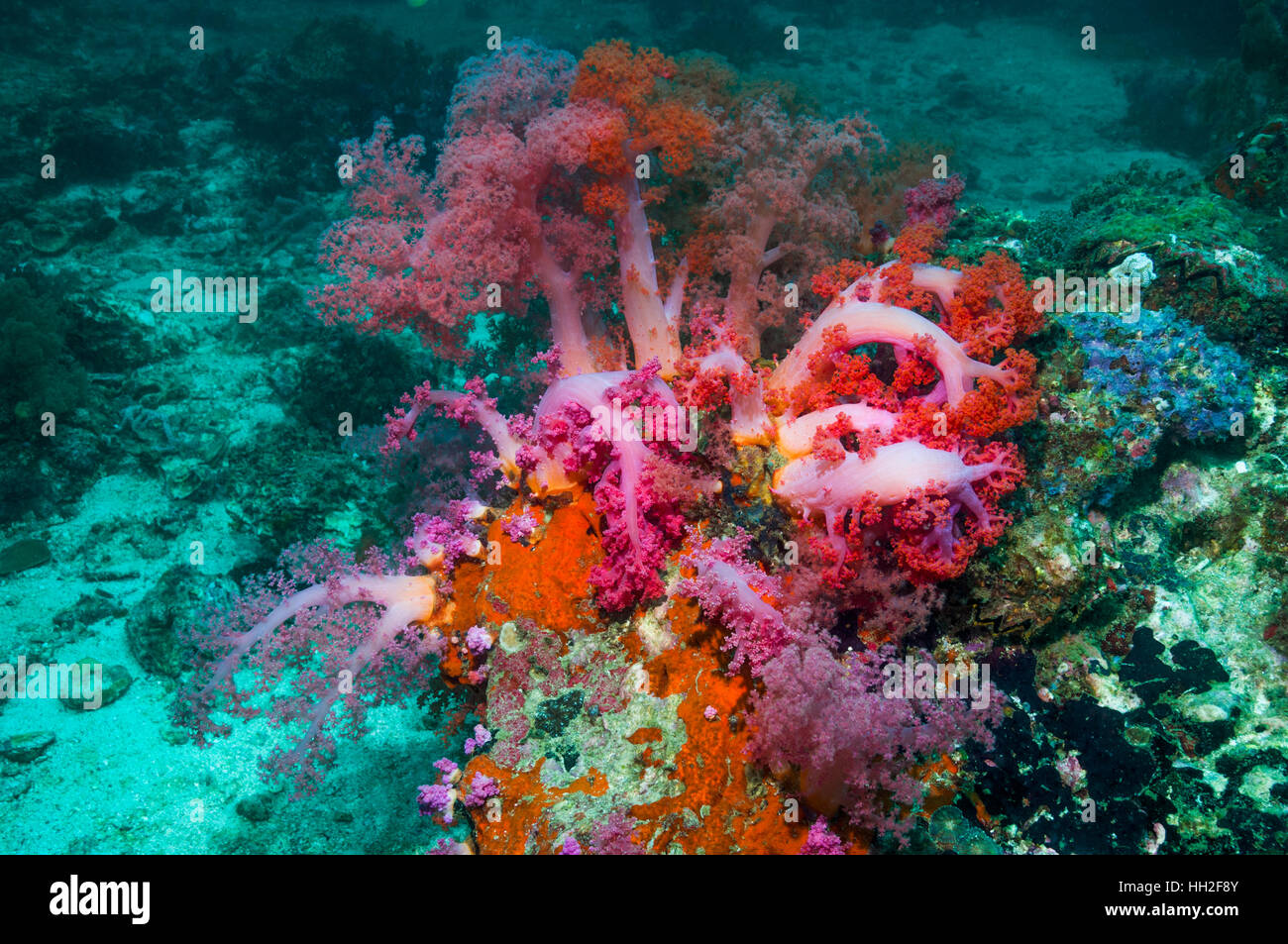 Soft Coral [Dendronephthya sp.]. Cebu, Malapascua Island, Filippine. Foto Stock