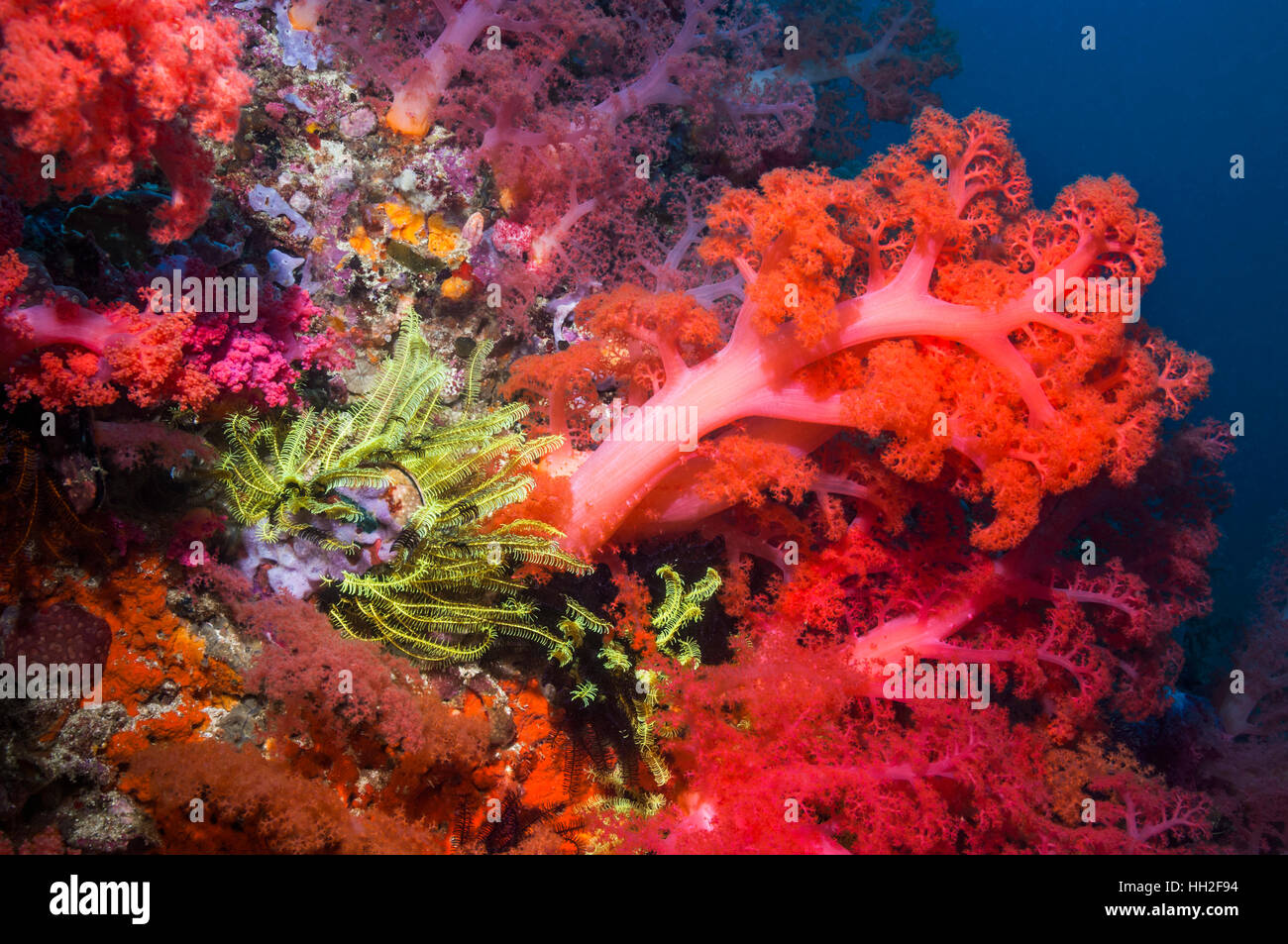 Soft Coral [Dendronephthya sp.]. Cebu, Malapascua Island, Filippine. Foto Stock