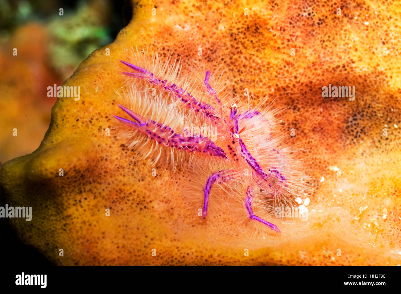 Hairy squat lobster (Lauriea siagiani) sulla spugna. Raja Ampat, Papua occidentale, in Indonesia. Foto Stock