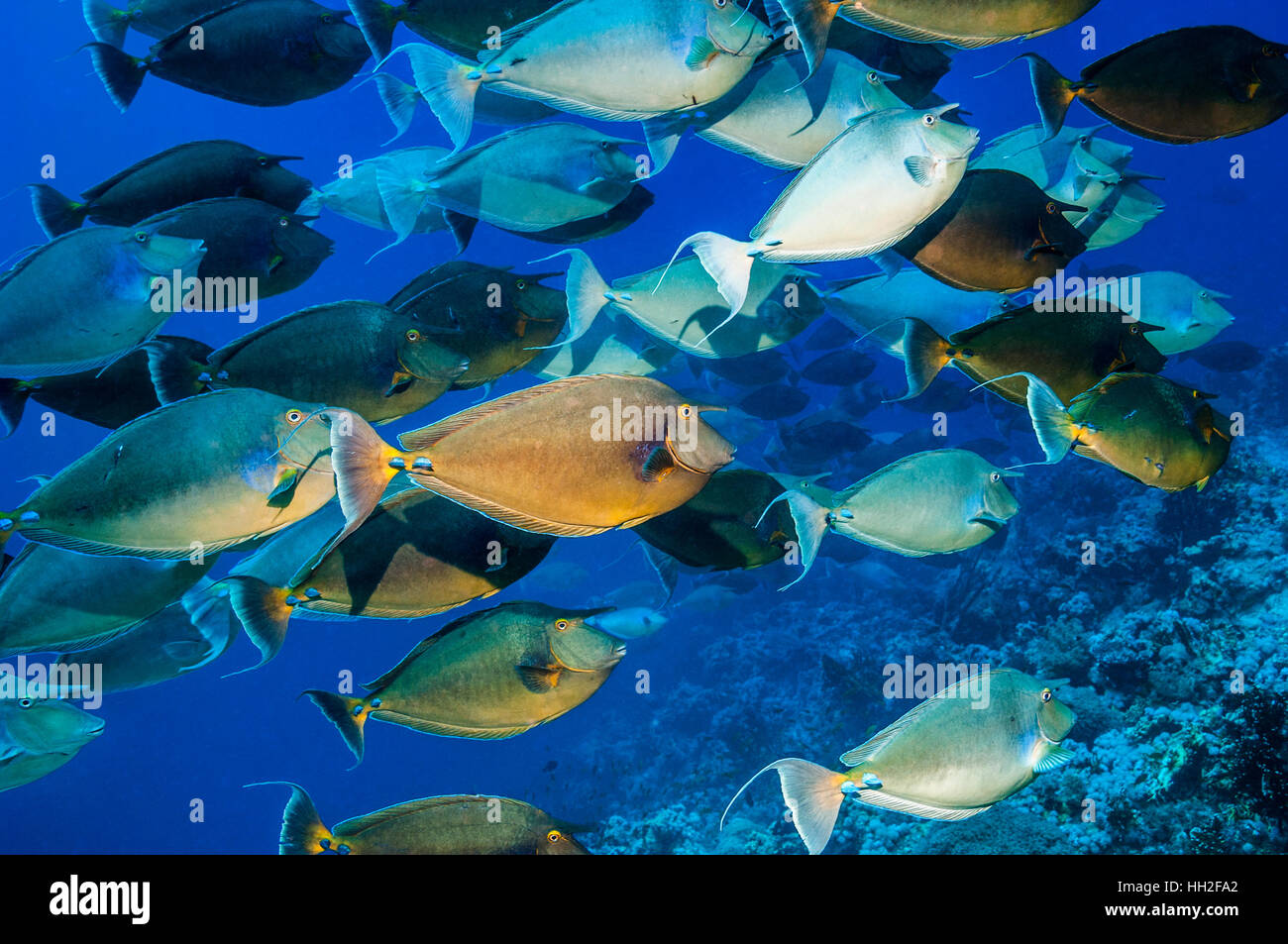 Bluespine surgeonfish [Naso unicornis] scuola. Egitto, Mar Rosso. Foto Stock