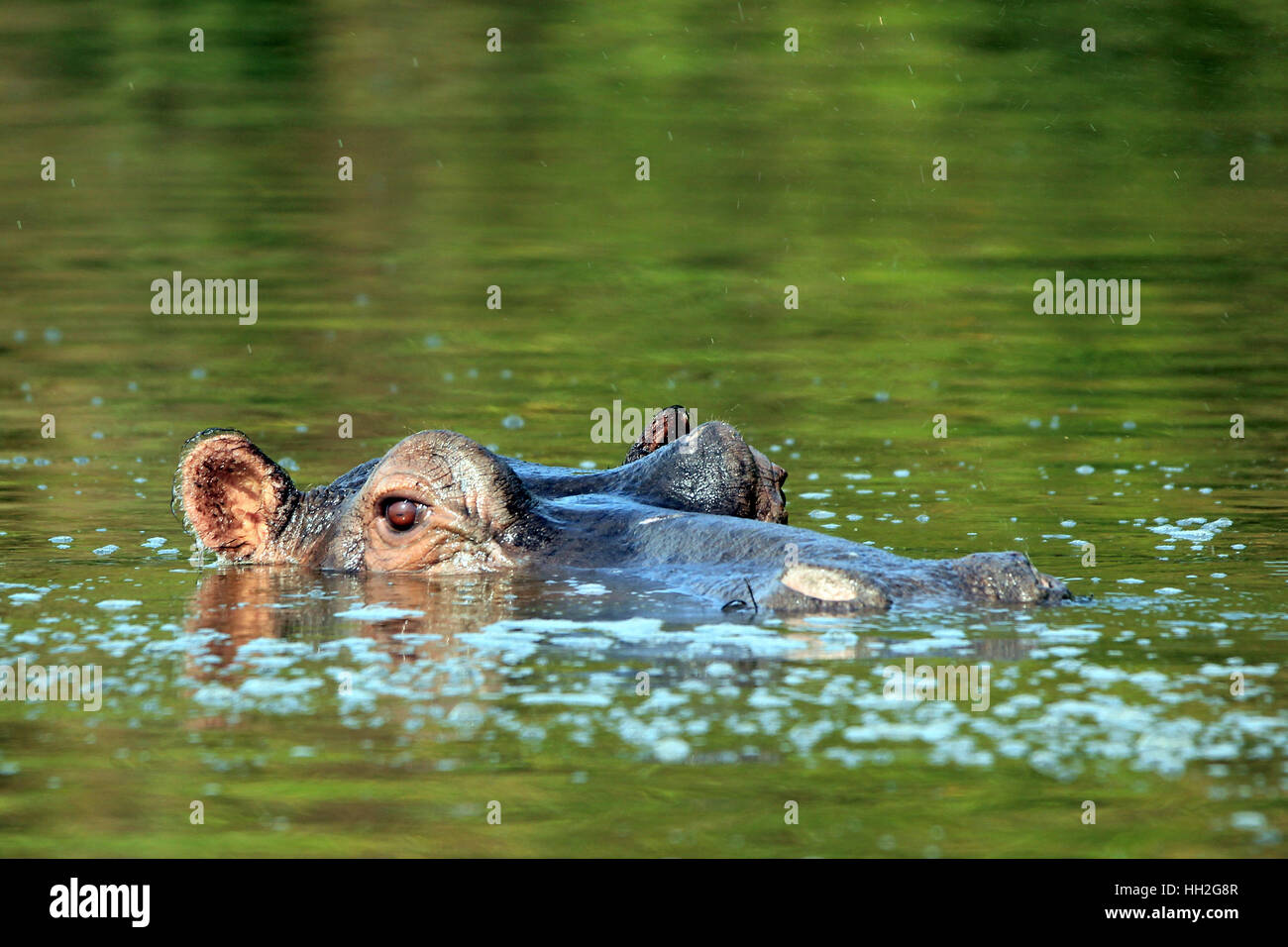 Ippopotamo (Hippopotamus amphibius) nell'acqua, guardando sopra la superficie. Lago Mburo, Uganda Foto Stock