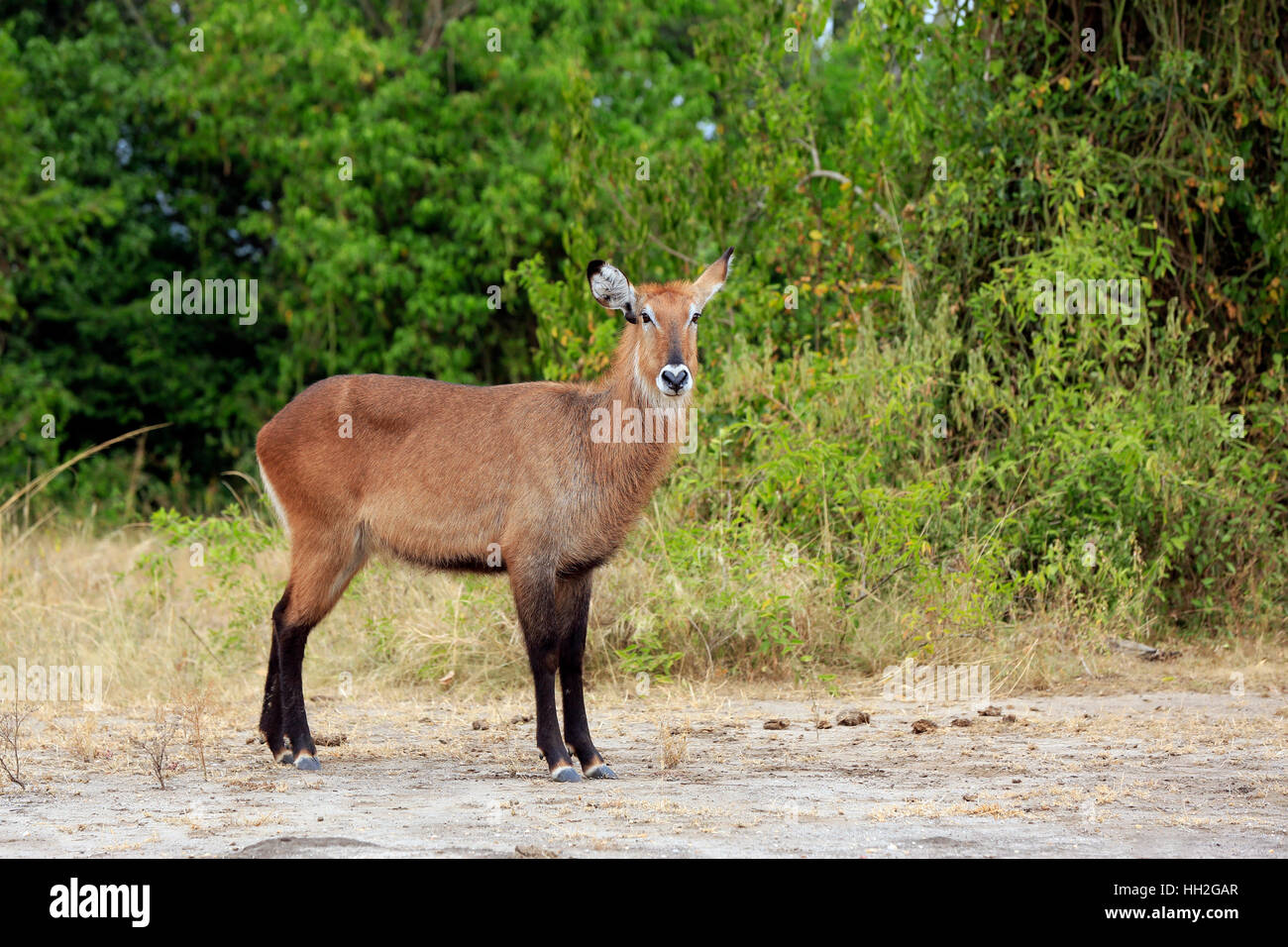 Waterbuck (Kobus ellipsiprymnus). Queen Elisabeth National Park, Uganda Foto Stock