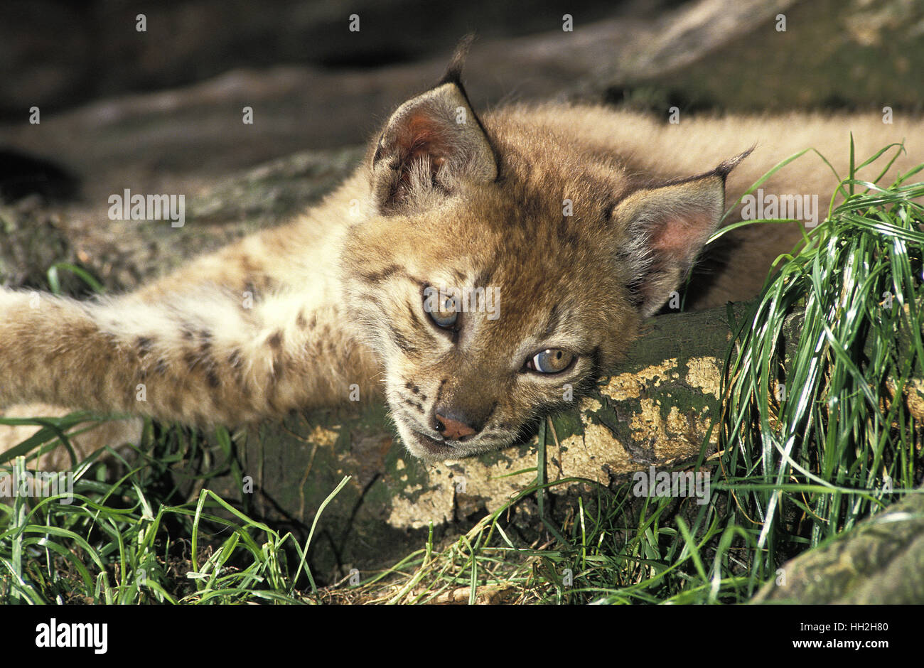 Lince europea, Felis lynx, Cub Foto Stock