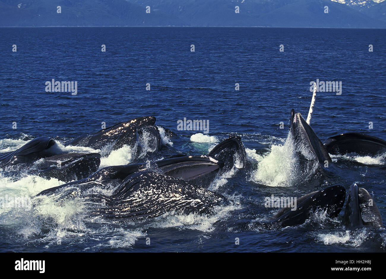 Balena Humpack, Megaptera novaeangliae, Gruppo bolla Net, alimentazione a bocca aperta per la cattura di Krill, Alaska Foto Stock
