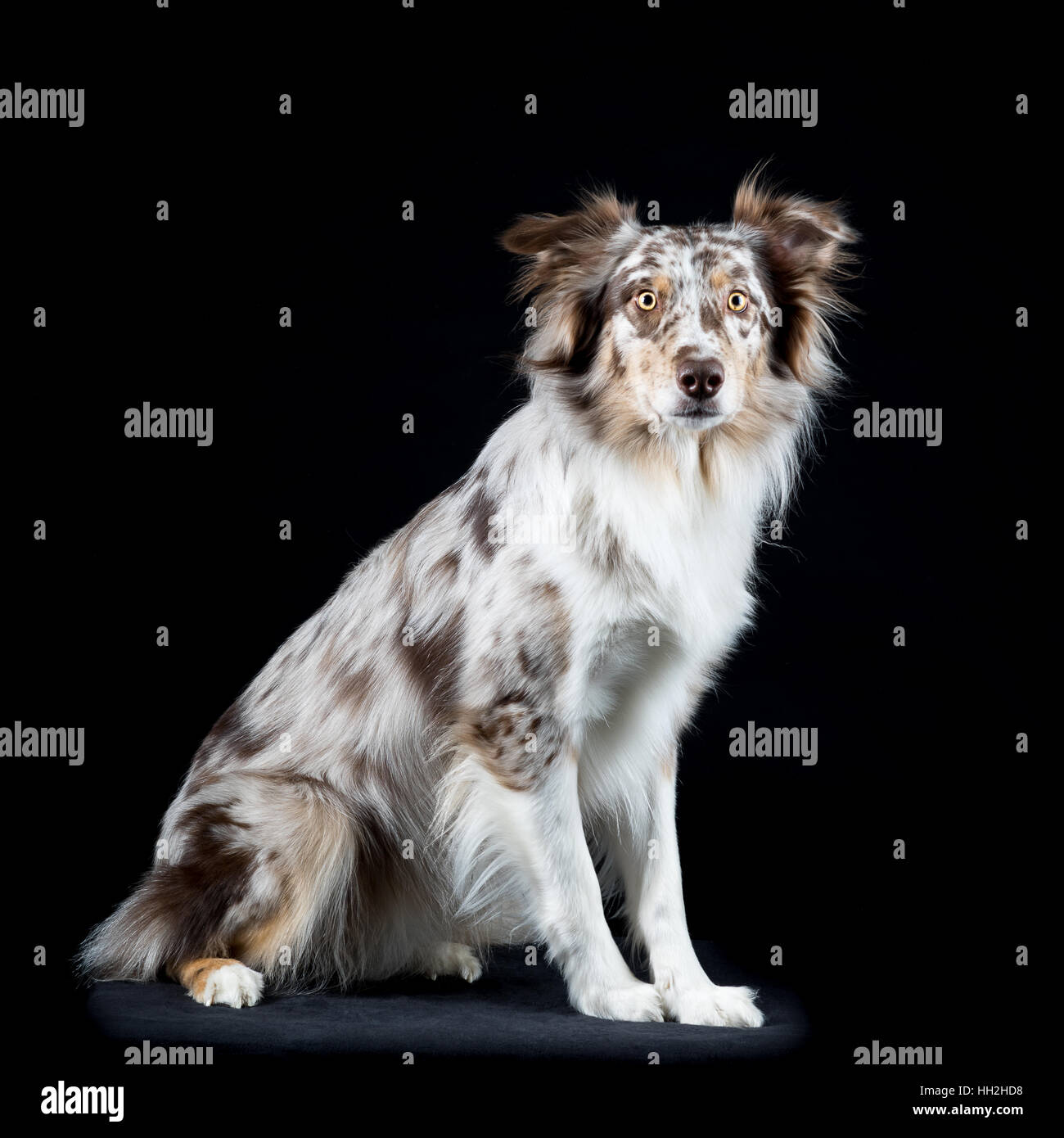 Australian Shepherd dog sitter isolato in sfondo nero Foto Stock