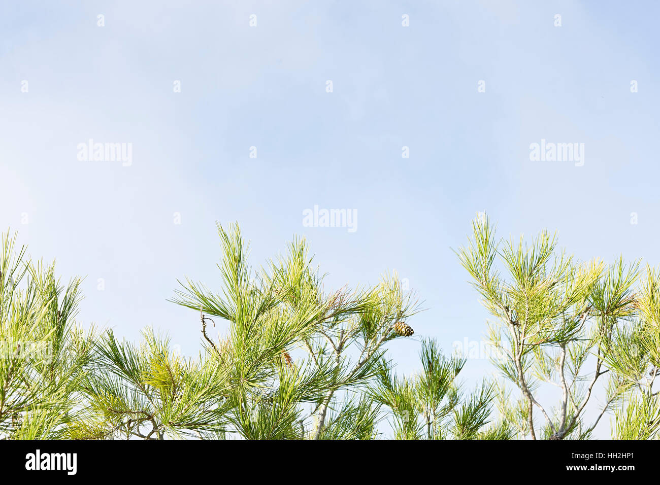 Foglia di pino con sfondo cielo in autunno Foto Stock