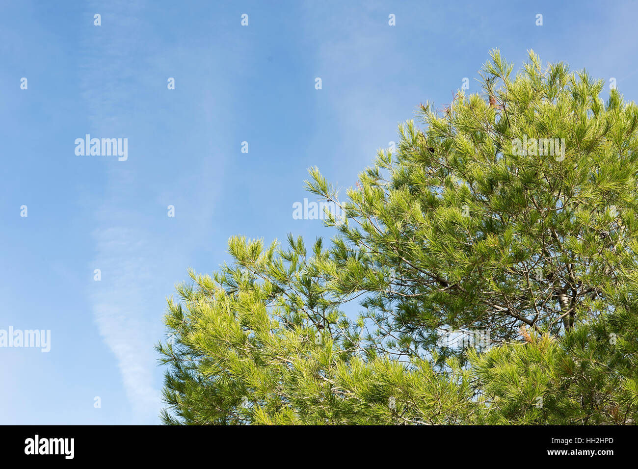 Foglia di pino con sfondo cielo in autunno Foto Stock