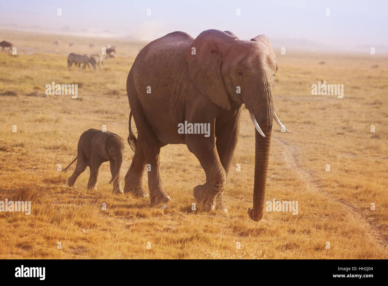 Piccolo vitello di elefante a piedi dietro sua madre Foto Stock