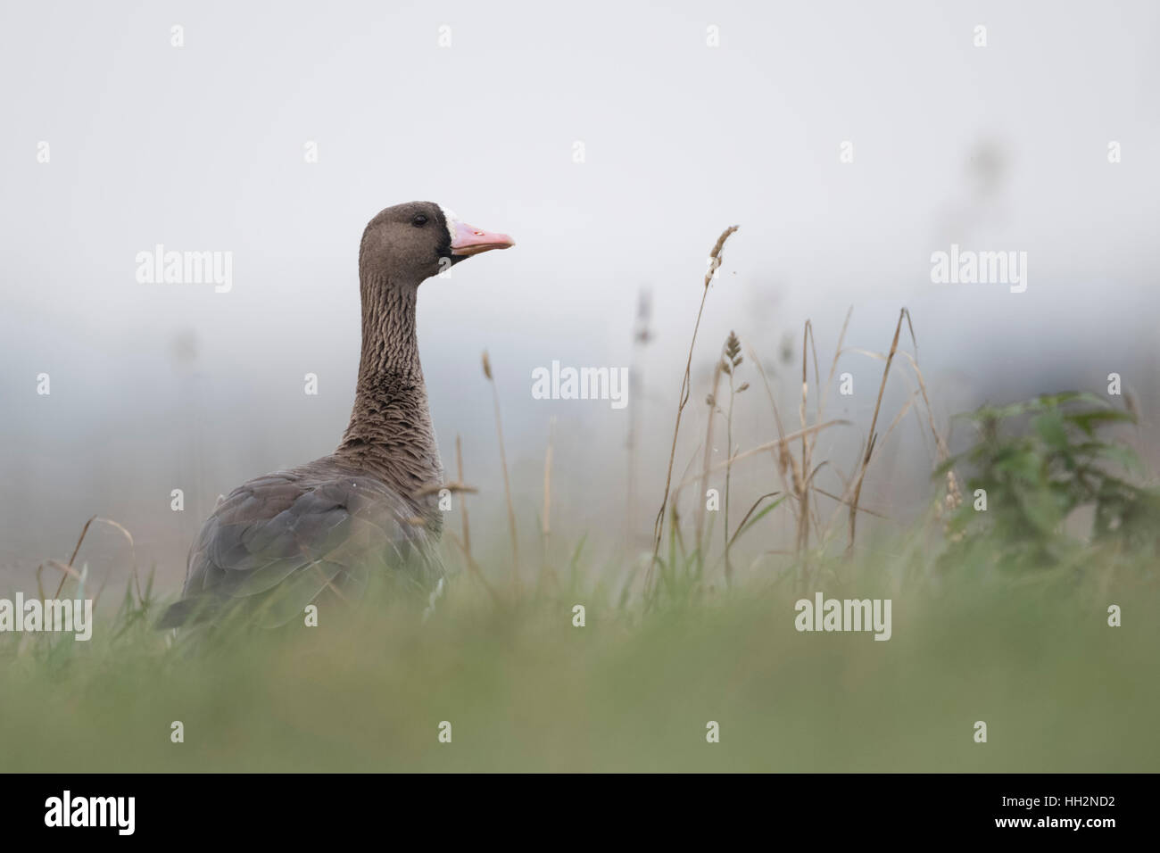 Maggiore bianco-fronteggiata Goose ( Anser albifrons ), un adulto, riposo, seduta in erba alta di un prato, guardando attentamente. Foto Stock