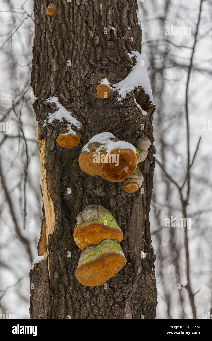 Fungo su un tronco di albero in una foresta in inverno. Foto Stock