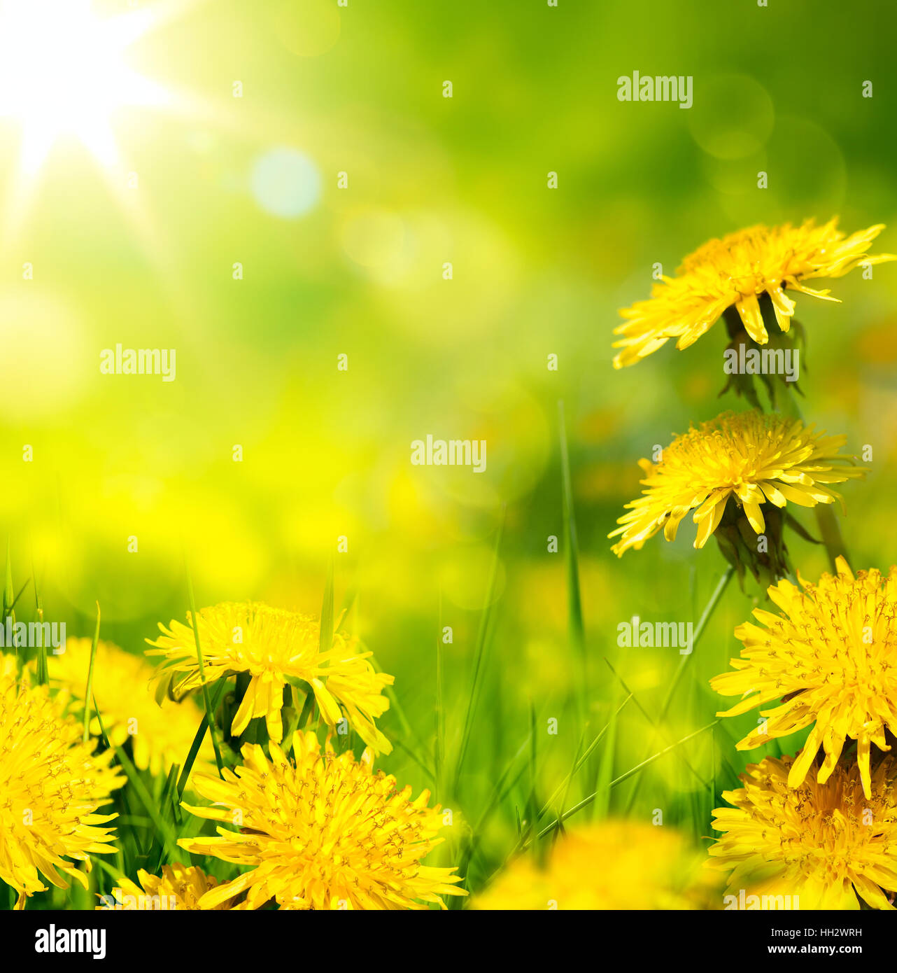Fiore di primavera sullo sfondo; fiori freschi su erba verde sullo sfondo Foto Stock