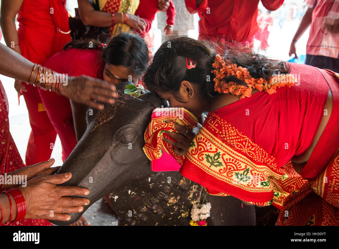 Tiruvannamalai, India, 15 gennaio, 2017. Pellegrini indù sussurro il loro segreto desiderio nell'orecchio di una statua del bull Nandi, durante l annuale Pongal harvest festival celebrazioni presso il Tempio Arunachaleswara a Tiruvannamalai, Tamil Nadu, India. Nandi è venerato come il veicolo per la divinità Shiva, per cui il desiderio è passato a essere soddisfatte. Credito: Trevor Thompson/Alamy Live News Foto Stock