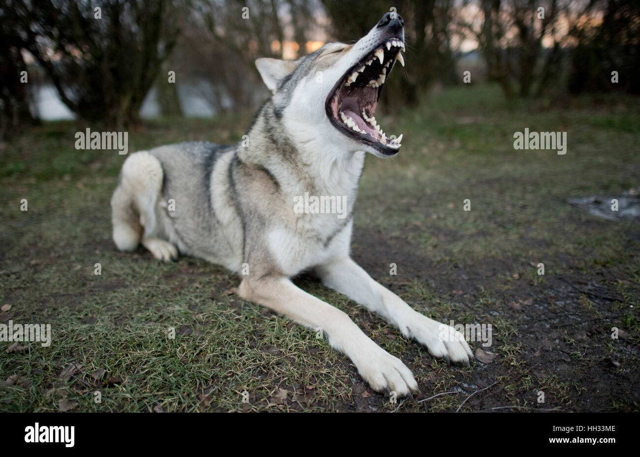 Elsa il Saarloos wolfdog seduto in un campo vicino a Sehnde, Germania, 10 gennaio 2017. Wolfdogs addomesticati sono talvolta scambiati per lupi selvatici. Foto: Julian Stratenschulte/dpa Foto Stock