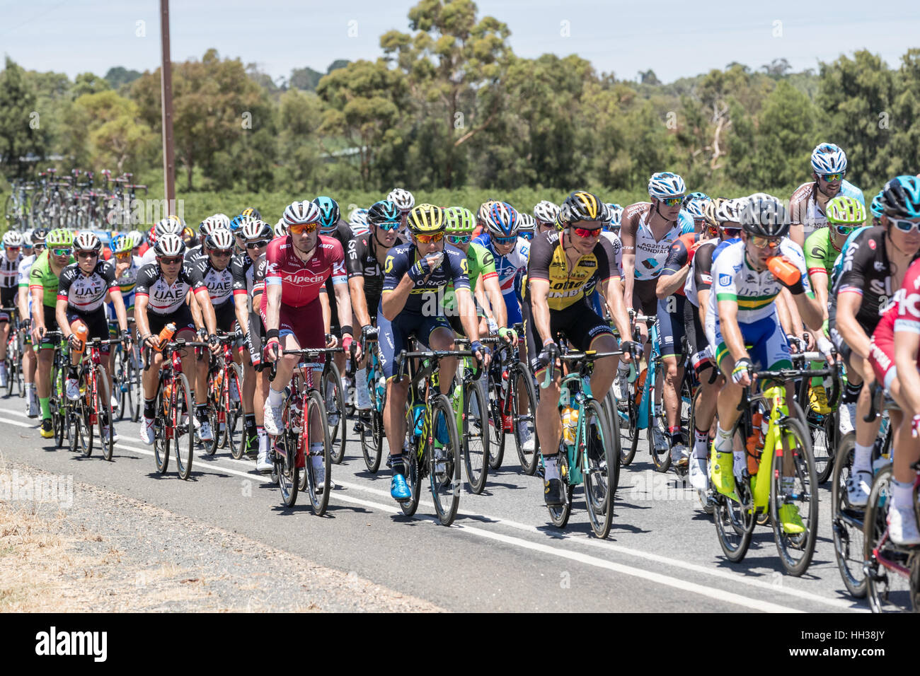 Adelaide, Australia. Il 17 gennaio, 2017. I ciclisti durante la fase 1 del Santos Tour Down Under 2017. Credito: Ryan Fletcher/Alamy Live News Foto Stock