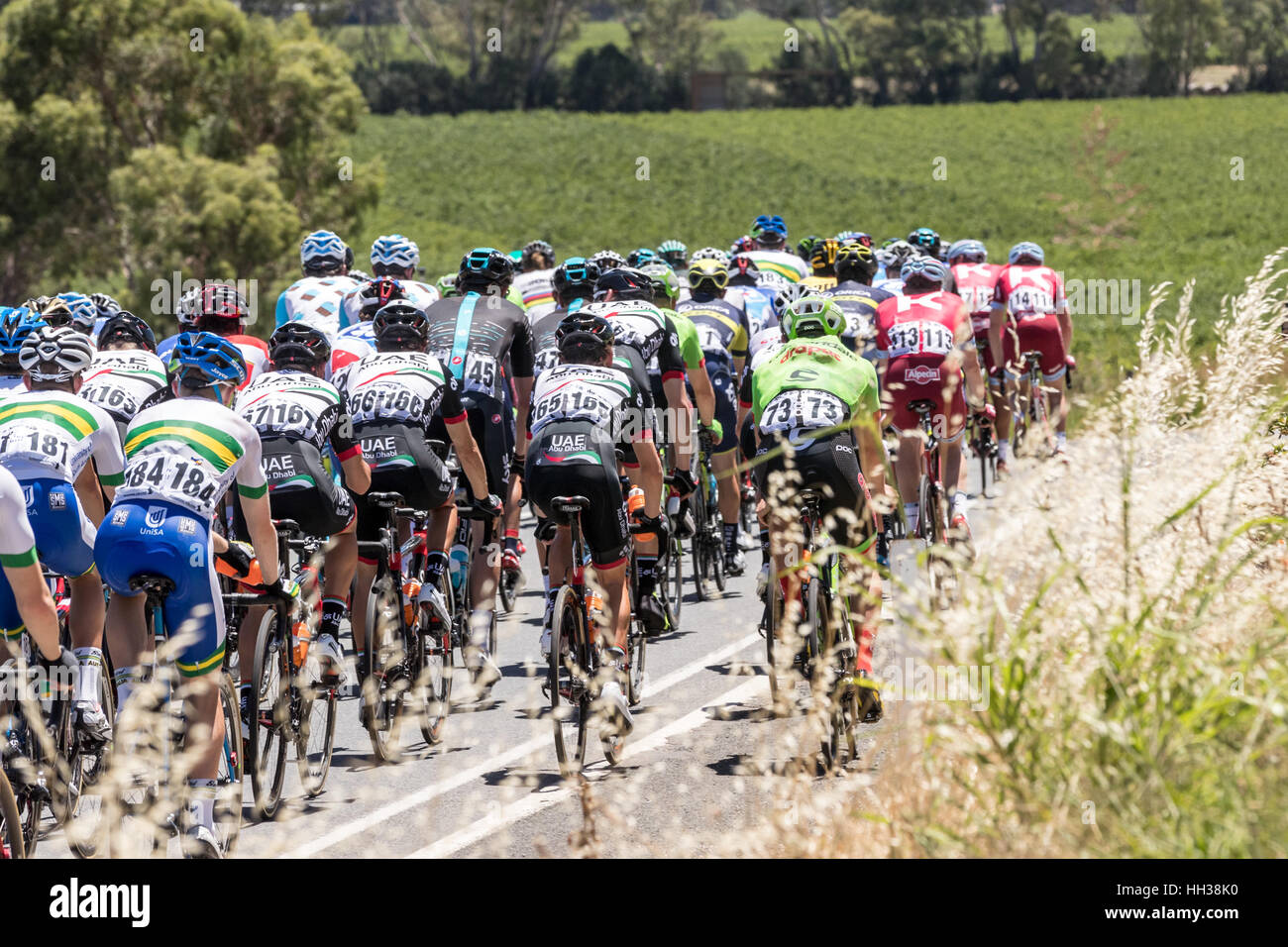 Adelaide, Australia. Il 17 gennaio, 2017. I ciclisti durante la fase 1 del Santos Tour Down Under 2017. Credito: Ryan Fletcher/Alamy Live News Foto Stock