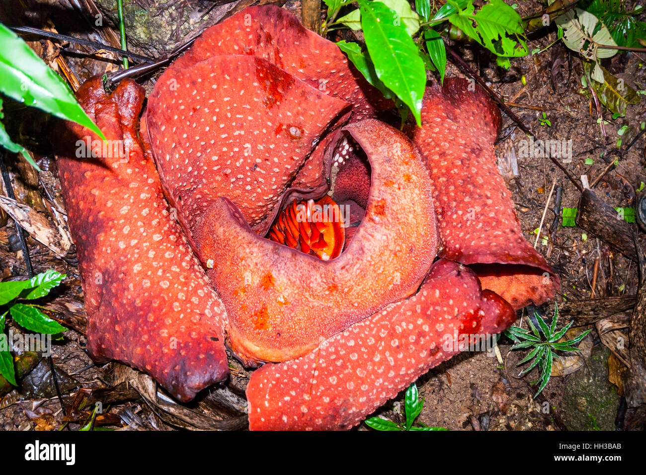 Rafflesia, mondo più grande fiore fioritura, Cameron Highlands, Malaysia Foto Stock