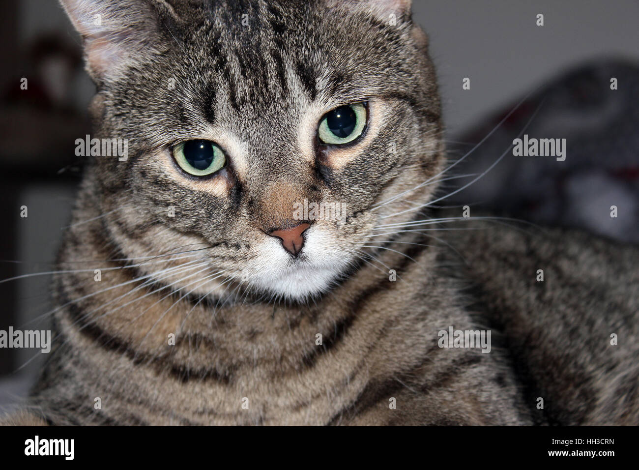 Bella tabby gatto con gli occhi verdi Foto Stock