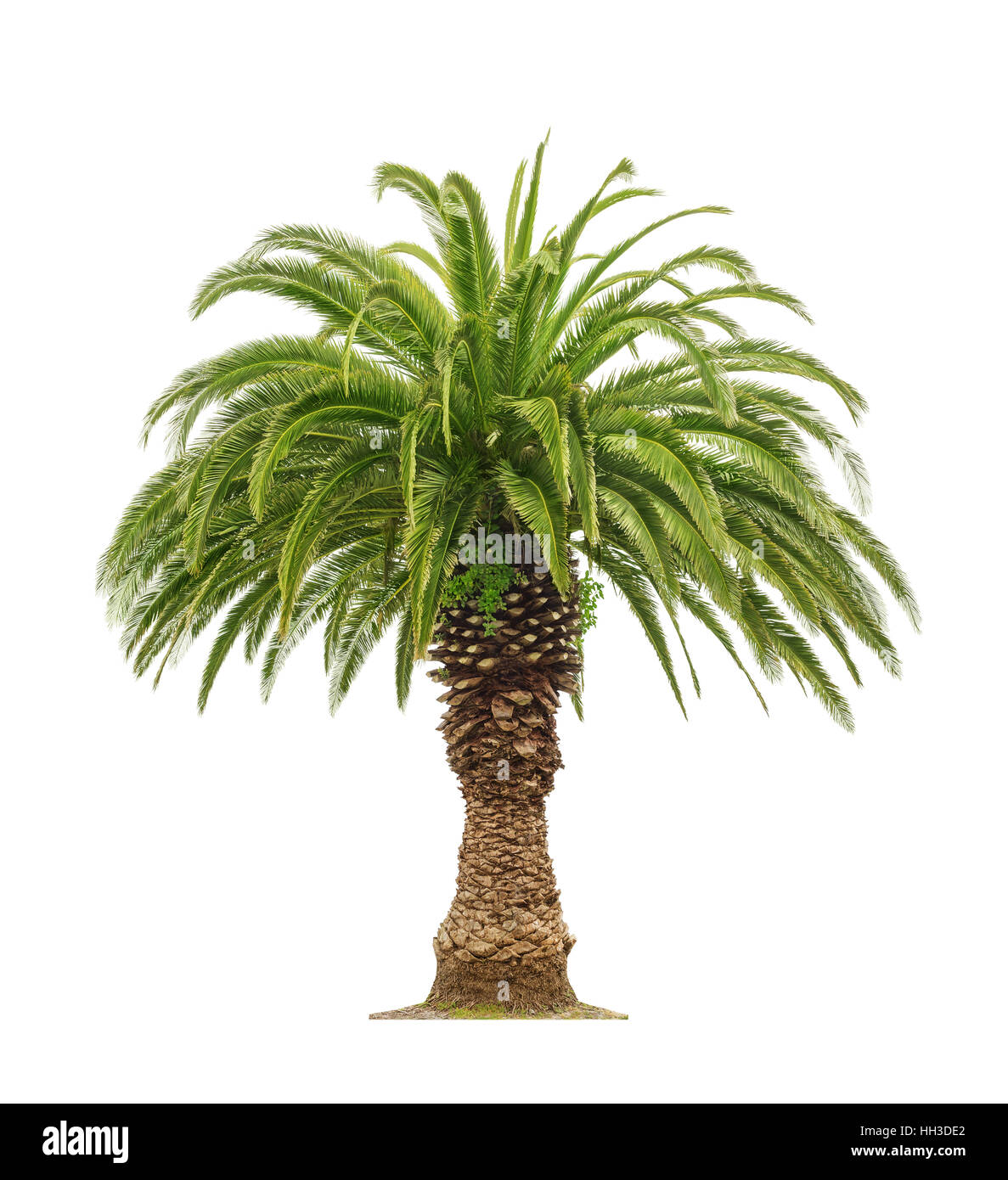 Bella verde Palm tree isolati su sfondo bianco Foto Stock